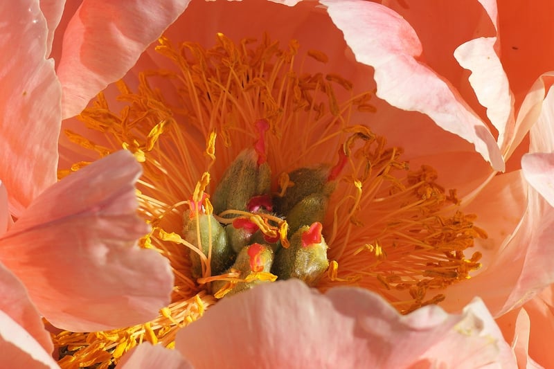 Peonies