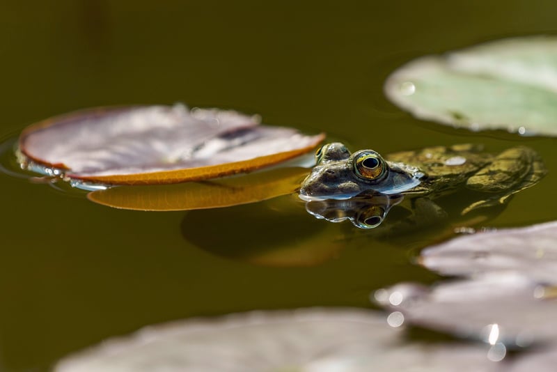 Reflective Pond