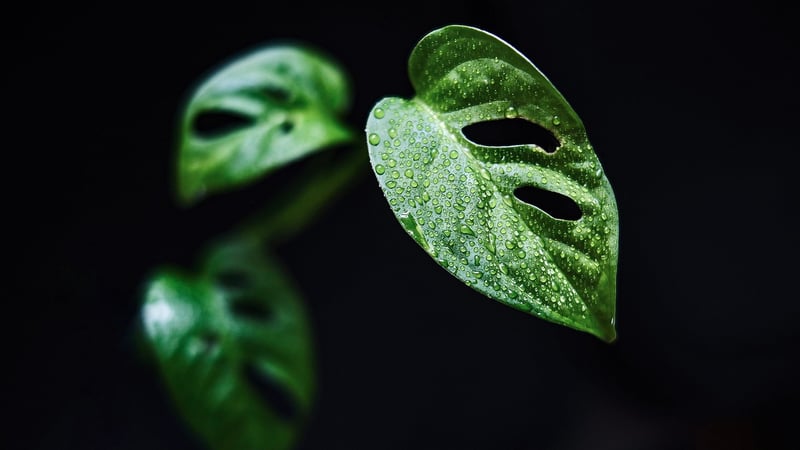 Tropical Leaves
